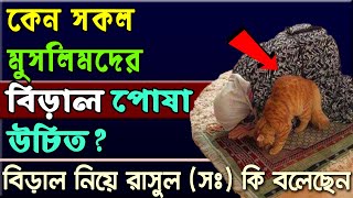 কেন সকল মুসলিমদের বিড়াল পোষা উচিত বিড়াল নিয়ে রাসুল সঃ কি বলেছেন  Alorpoth [upl. by Eiramyllek]