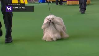 Lhasa Apsos  Breed Judging 2019 [upl. by Elsbeth]