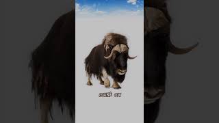 Musk oxsubscribe animals viralshort shortvideo [upl. by Reaht]