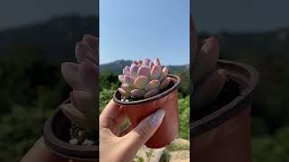 Dudu EC Colourful Rare Floweing Wholesale Aeonium Echeveria Natural Live Succulent [upl. by Wauters]