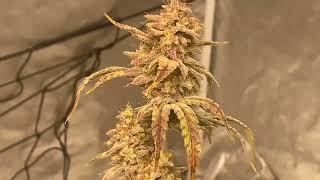 HOW TO GROW AUTOFLOWERS DWC MEPHISTO GENETICS [upl. by Joel]