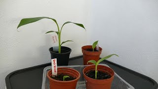 Growing Hardy Banana Plants From Seed 2022 [upl. by Cha]