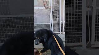 Puppys epic reaction to Tibetan mastiff 😂 peepalfarm [upl. by Joh292]