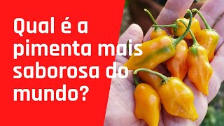 Qual é a Pimenta mais Saborosa do Mundo [upl. by Schechinger]