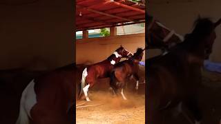 HORSE ATTACKED  HORSE FIGHTING [upl. by Nonek]