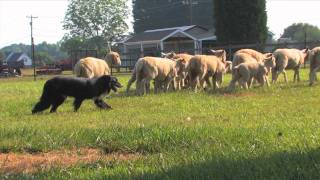 How Sheepdog Trials Relate to Practical Farm Work [upl. by Ramahs807]