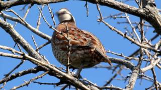 Northern Bobwhite Quail [upl. by Nadler]