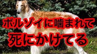 【絶対に許さない】散歩中のボルゾイに噛まれて瀕死…飼い主は逃亡。 [upl. by Poore539]