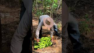 Enterrando una cabeza de guineo seda en la tierra campesinos campo [upl. by Atteirneh]