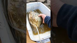 MASSIVE Crappie almost DIES 😱💀 crappiefishing shorts [upl. by Nuavahs172]