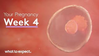 4 Weeks Pregnant  What to Expect [upl. by Stoeber132]