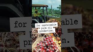 The Benefits of RSPO Certification [upl. by Asile]