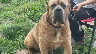 Formentino Cane Corso  Getting Ready for Trip [upl. by Cioban52]