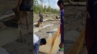 Really Beautiful net fishing video in sundarbans sundarbans [upl. by Barnabas]