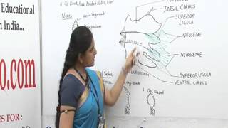 Parapodia Lecture BSc Biotechnology by Ms Priyanka khan [upl. by Hartzke417]