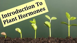 Introduction To Plant Hormones  Phytohormones   Lec 8  Plant Physiology [upl. by Etnahsa]