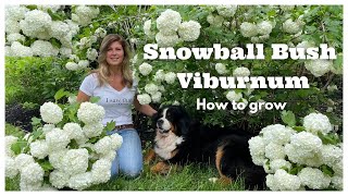 Snowball Bush Viburnum How to Grow [upl. by Nwavahs]