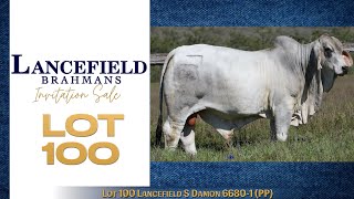 Lot 100 Lancefield S Damon 6680  1 PP [upl. by Rossen]