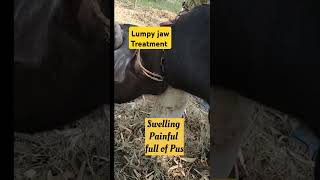 lumpy jaws treatment in Heifer buffalo  Actinomycosis [upl. by Naawaj]