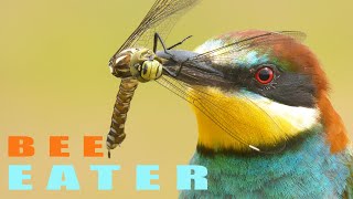 European beeeater bird and dragonfly [upl. by Neved]