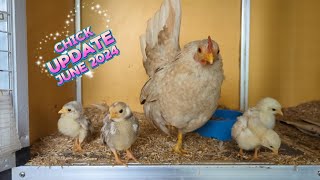 Mini Chicken Update Serama Chick Update 2024  Second Batch This Year  Tiny Chickens serama [upl. by Enehs]