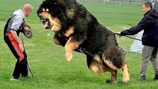 10 Most Powerful Dogs in the World [upl. by Gurevich378]