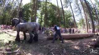 Euroforest 2014  Championnats dEurope de Débardage au Cheval [upl. by Linkoski]