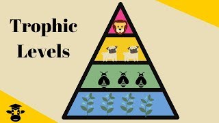 Trophic Level Pyramid [upl. by Wolfie34]