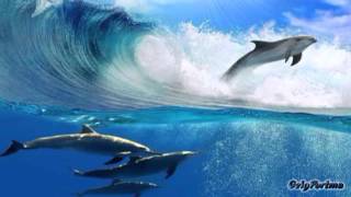 DOLPHIN amp DOG SPECIAL FRIENDSHIP  Vangelis Song Of The Seas [upl. by Cindie]