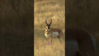 Springbok antelope 🦌youtubeshorts shorts [upl. by Doreg]