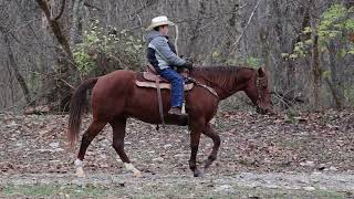 NATURALLY SLOW LEGGED CHESTNUT QUARTER HORSE GELDING YOUTH RIDDEN [upl. by Evin282]