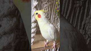 Cute Singing Cockatiel 😍 cockatielscraze birdsinging [upl. by Mayes420]