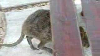 Quokka walking [upl. by Edyth]