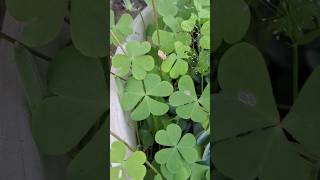 oxalis plant kese lagaye  how to grow oxalis plant shortsfeed [upl. by Frederick83]