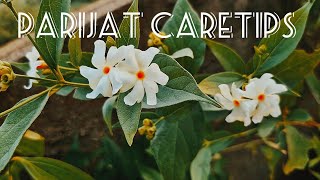 parijat Caretips parijat harsingar raatrani plantcare youtubevideo youtube viralvideo plants [upl. by Pero627]