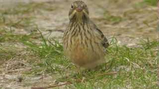 Ortolan Bunting [upl. by Amuh]