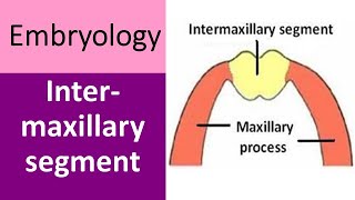 Intermaxillary segment and its derivatives [upl. by Yerffoj175]