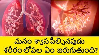 How The Respiratory System Works in Human Body in Telugu  How Breathing Works  Telugu Badi [upl. by Sammy]