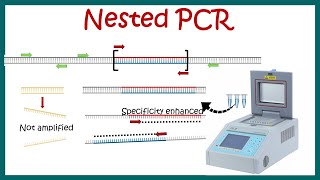 Nested PCR  Principle and usage [upl. by Ofella]