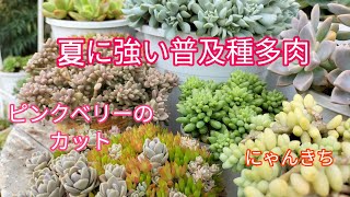 【多肉植物】夏に強い普及種多肉のご紹介とピンクベリーのカット✨ [upl. by Shugart998]