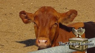 Raise a Red Heifer in Israel  לגדל פרה אדומה בארץ ישראל [upl. by Saenihp32]