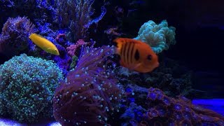 How to Remove Nitrates  New corals Fish amp Shrimp  Reef Update [upl. by Nelan]