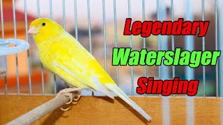 Legendary Waterslager Canary Singing For Training  وتر سلاجر [upl. by Enaed]