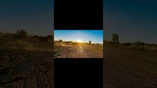 Fun with friends horseplay horse equines sunset running equestrian [upl. by Duane66]