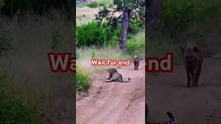 Hyna chased leopard  yt shots wildlife animals wildanimals [upl. by Arremat]