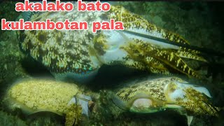 EP180 akalako bato kulambotan pala night sperfishing Philippines [upl. by Aniz478]