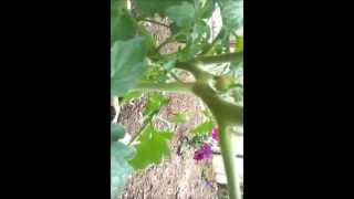 Azomite Difference for Tomato Plant Growth [upl. by Kemeny746]