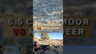 65 Creedmoor Deer Kill Shot [upl. by Charo485]