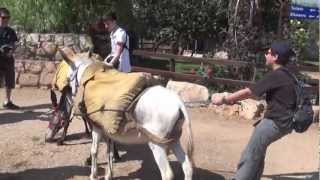 Donkey Riding at Kfar Kedem Boys 2012 [upl. by Starlene620]