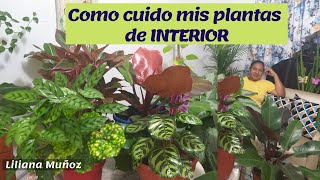 COMO CUIDO MIS PLANTAS DE INTERIOR  Liliana Muñoz [upl. by Atikahs629]